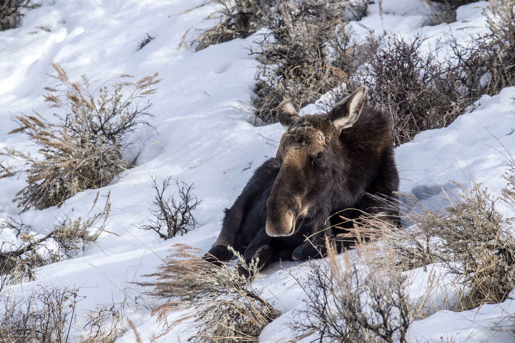 Moose nap